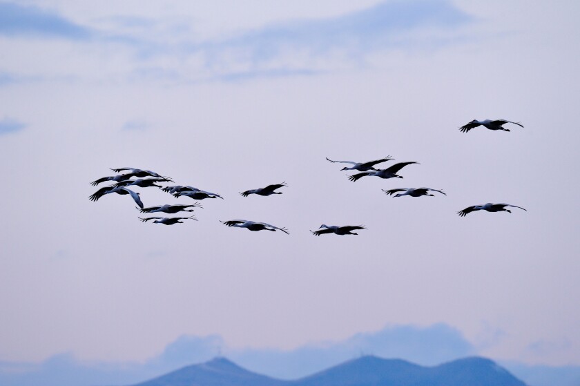 Sandhill Crane (Grus canadensis) Flock returning to safety of pond for the night, Bosque del Apache National Wildlife Refuge, New Mexico, USA