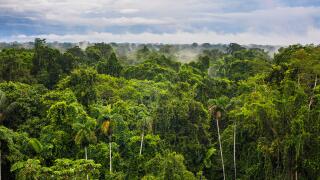 Amazon Rainforest at Sacha RModge, Coca, Ecuador, South America