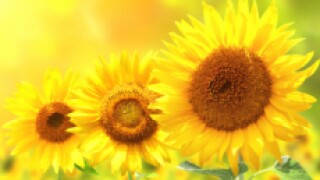 sunflowers for gc px230 x 150