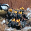 Blue Tit Feeding Young. Image shot 2006. Exact date unknown.