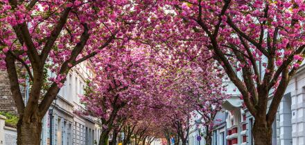BONN, GERMANY - APRIL 21, 2018: Breitestrasse or Cherry Blossom Avenue during peak of sakura blossom in April
