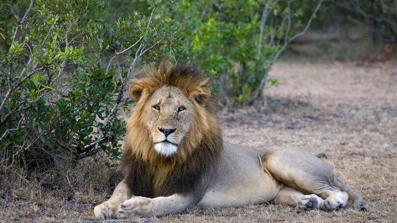 A male lion reclines on the ground and looks casually to the side with green bushes in the background in the Masai Mara of Kenya