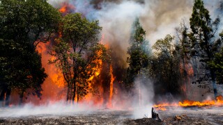 California Knight wildfire devastation in Stanislaus National Forest. CALFIRE / CDF
