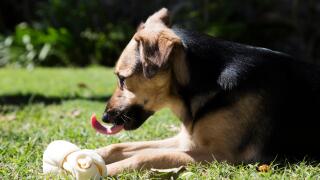 Dog with a rawhide bone, outside at the grass