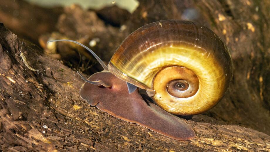 horn-colored ram's horn, great ramshorn, trumpet shell (Planorbarius corneus), crawling over the dead wood, side view