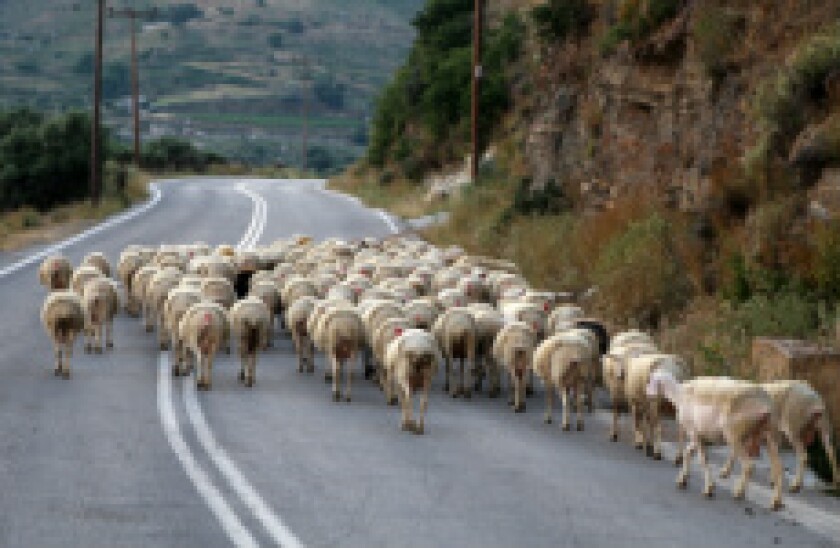 Sheep_Drove_31Aug2017_Fotolia_230x150