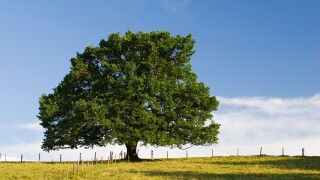 Oaktree, Quercus robur, Bavaria, Germany