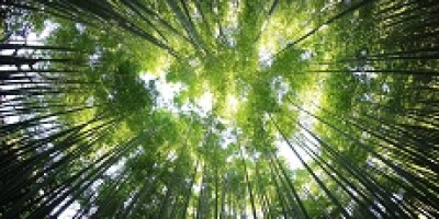 DONT_REUSE_Green_trees_230x150