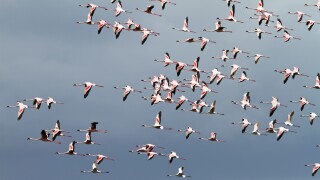 Lesser Flamingoes, flock in flight, Phoeniconaias minor, Arusha National Park, Tanzania, East Africa, Africa