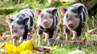 Piggiess_230px