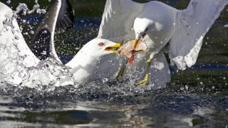 Great Black-backed Gull (Larus marinus) fighting over fish scraps