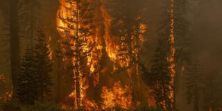 Lower Echo Lake, United States. 31st Aug, 2021. Trees explode in flames during the Caldor fire near Lower Echo Lake, California on Monday, August 30, 2021. The city of South Lake Tahoe is under evacuation orders. Photo by Peter DaSilva/UPI Credit: UPI/Ala