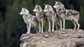 Four Wolves (Canis lupus) (c) on granite boulder, Scotland