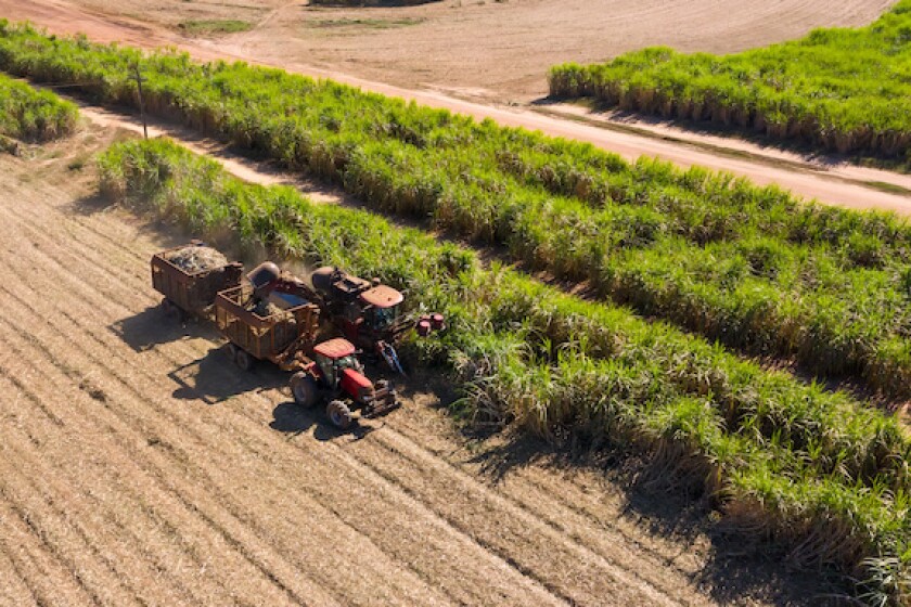 Sugarcane harvest, plantation, sugar, ethanol, Brazil, LatAm, 575