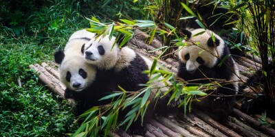 Panda_575px_adobe_24Sep21