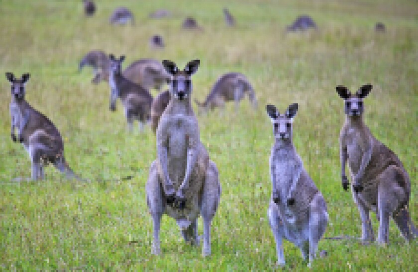 Kangaroos 230x150