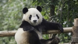 panda px230
