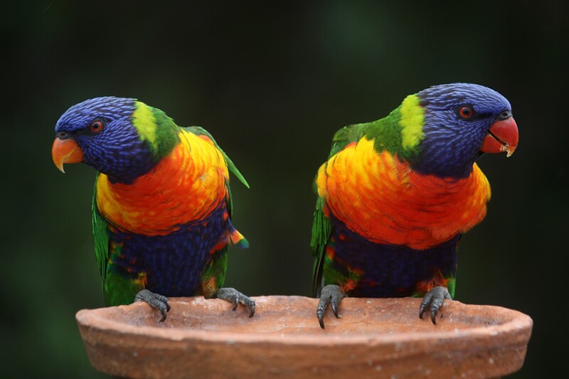 rainbow-lorikeets-686100-960.jpg