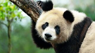 Giant Panda (Ailuropoda melanoleuca) perched on a tree, captive, Chengdu Research Base of Giant Panda Breeding or Chengdu Panda