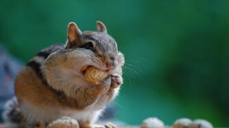 Cute chipmunk eating (Tamias striatus) a peanut on border between Canada and New York (USA) in the Thousand Islands