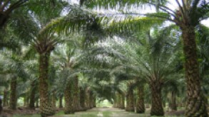 Oil Palm_230px