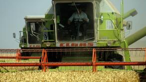 Two Claas combines harvesting even good crop of ripe gokden wheat, Oxforshire, August
