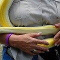 Woman holds pet albino Burmese python at festival in North Florida.. Image shot 2006. Exact date unknown.