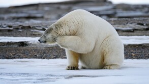 An adult polar bear scratches its chin on a barrier island outside Kaktovik on the northern edge of ANWR, Arctic Alaska
