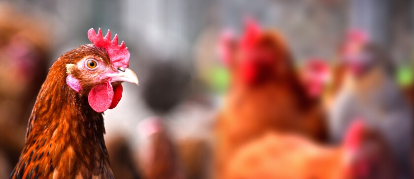 Chickens on traditional free range poultry farm