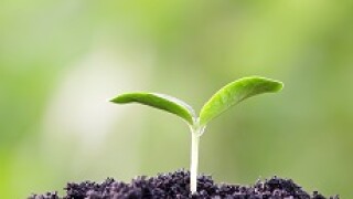 greenshoots_Adobe_230x150