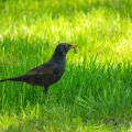 Common blackbird with a worm in its beak, April view