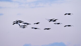 Sandhill Crane (Grus canadensis) Flock returning to safety of pond for the night, Bosque del Apache National Wildlife Refuge, New Mexico, USA