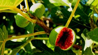 Open fig fruit in fig tree branch