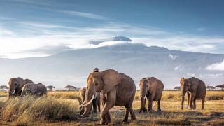 Herd of large African elephants walking in front of Mount Kilimanjaro in Amboseli, Kenya Africa