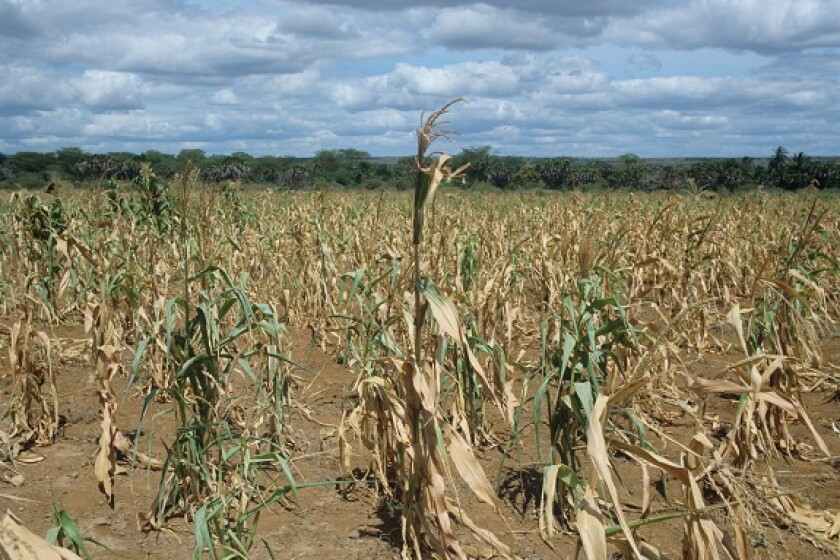 Failing maize, corn, crop struggling to grow in non-irrigated farmland in Tanzania, East Africa