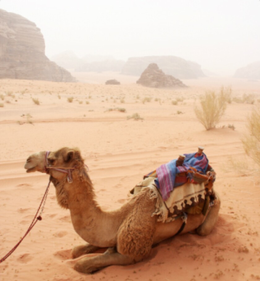 moroccan-camel-for-ifis.jpg