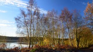 Early morning winter sunlight bathes Blakemere Moss Cheshire