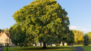 English Oak tree in early Autumn, UK