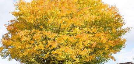 Golden top crown of an ancient Caucasian Elm tree in a private garden in Bromham Wiltshire England UK