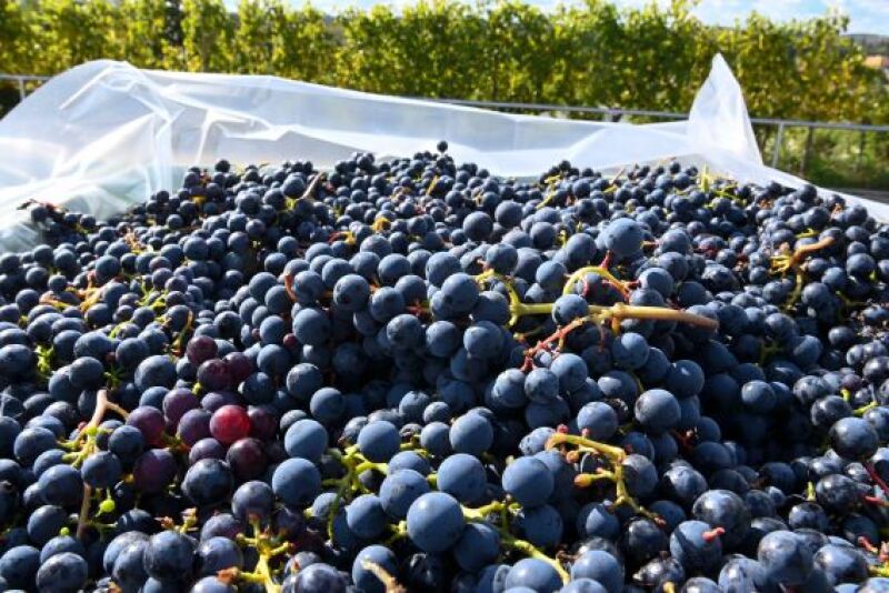 Vintage year grapes from alamy 23 Dec 24.jpg