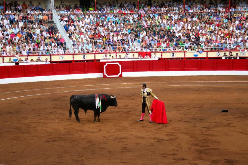 Manuel Jesus Cid Salas known as El Cid Spanish bullfighter with bull standing in front of him Santander Cantabria Spain 21 July 2009