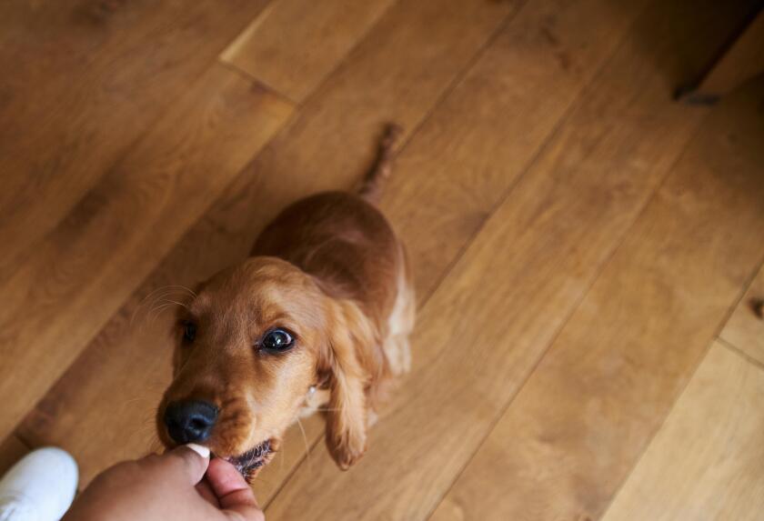 Owner Rewarding Cocker Spaniel Puppy With Treat