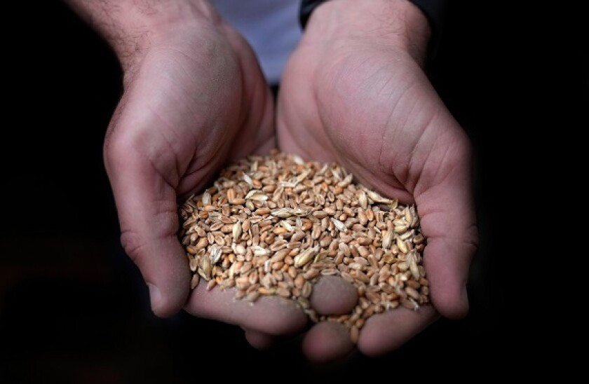 A worker holds a handful of wheat at the Modern Mills of Lebanon, in Beirut, Lebanon, April 12, 2022. The World Bank approved a $150 million loan for food security in crisis-hit Lebanon to stabilize bread prices for the next six months, the economy minist