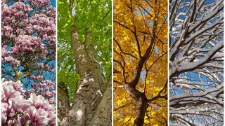 Four seasons in a collage