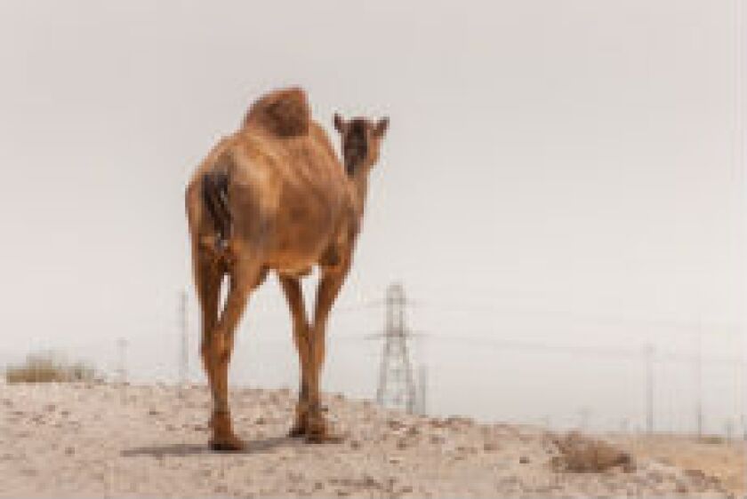 camel_fotolia_230x150