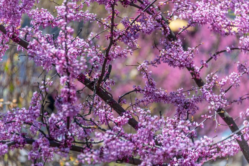 Spring blossoms in colorful display at Historic Oakland Cemetery in Atlanta, Georgia. (USA)