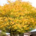 Golden top crown of an ancient Caucasian Elm tree in a private garden in Bromham Wiltshire England UK