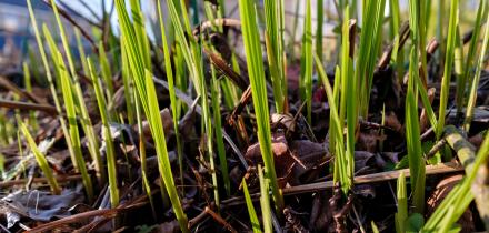 Early spring growth of Crocosmia "Lucifer"