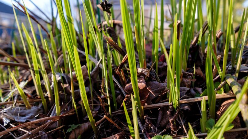 Early spring growth of Crocosmia "Lucifer"