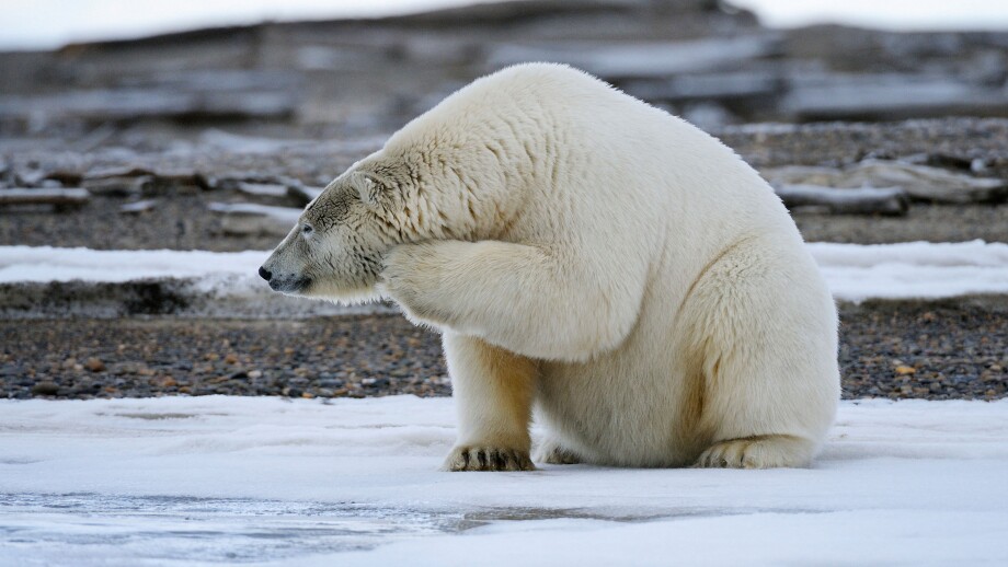 An adult polar bear scratches its chin on a barrier island outside Kaktovik on the northern edge of ANWR, Arctic Alaska